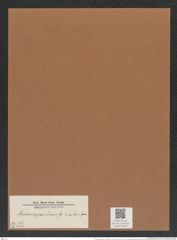 Stephanopyxis turris v. polaris Grun. (de-Toni-Nr.: Genus 187, Species 4624) Zeichnungen Sammlung Grunow Mappe 04538 (Herbarium_W_Grunow_drawings_Folder_04538)